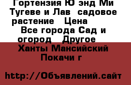 Гортензия Ю энд Ми Тугеве и Лав, садовое растение › Цена ­ 550 - Все города Сад и огород » Другое   . Ханты-Мансийский,Покачи г.